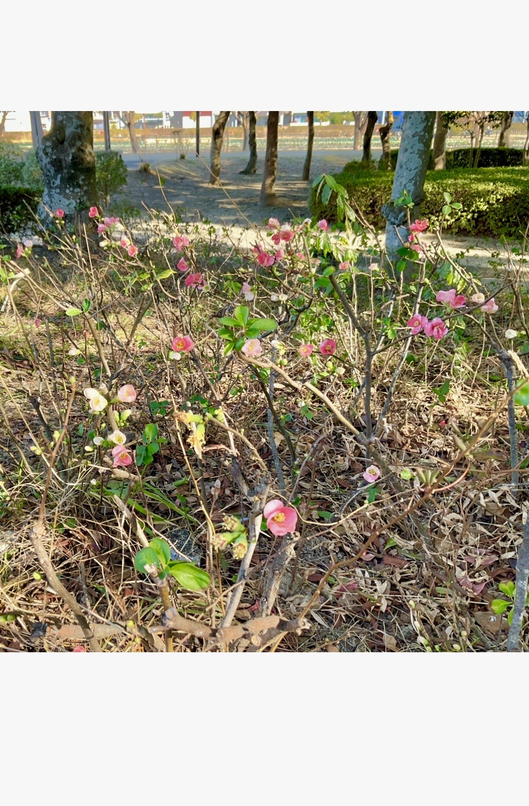 徳島中央公園　内町小学校北側